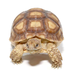 Yearling Sulcata Tortoise available for sale