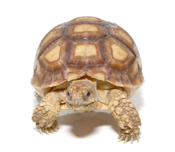 Yearling Sulcata Tortoise available for sale