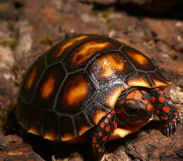 Baby Cherry Head Redfoot Tortoise for sale