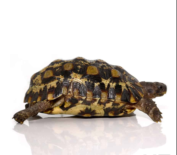 Northern Zombensis Hingeback Tortoise for sale