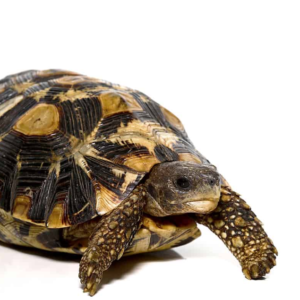 We have Zombensis Hingeback Tortoise for sale