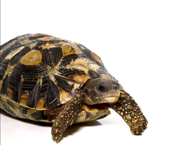 We have Zombensis Hingeback Tortoise for sale