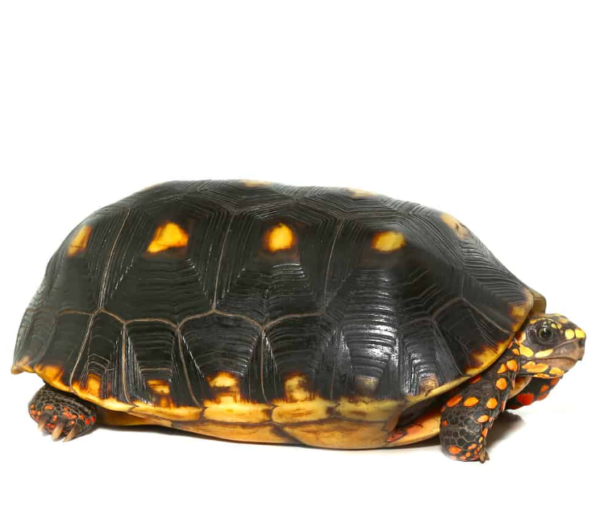 Sub-Adult Redfoot Tortoise available for sale