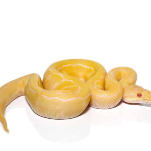 Baby Male Albino Pinstripe Ball Python