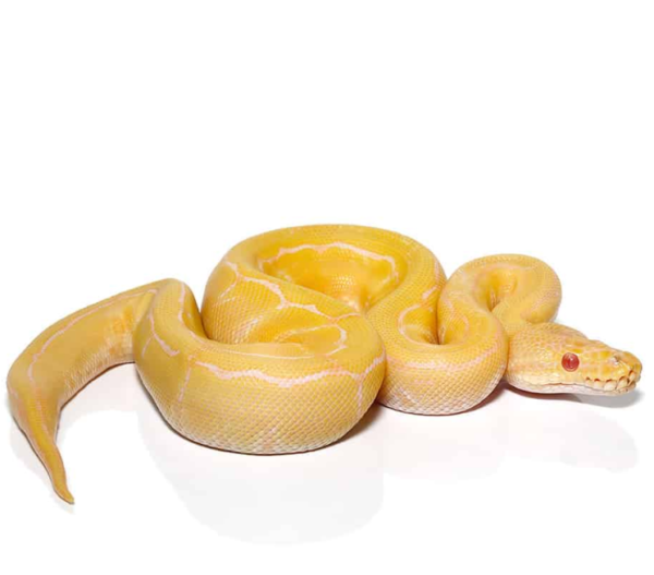 Baby Male Albino Pinstripe Ball Python