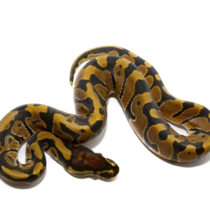 Baby Het Candy Albino Ball Python for sale