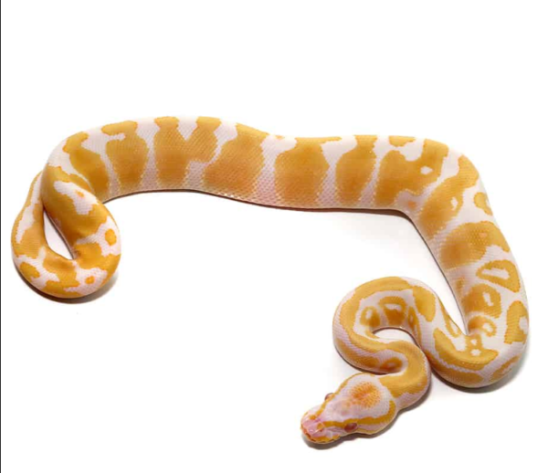 Baby Candy Albino Ball Python for sale