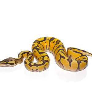 Baby Pastel Hypo Enchi Ball Python (Het Albino)