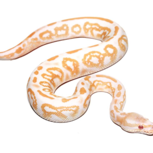 Baby Male Albino Black Pastel Ball Python