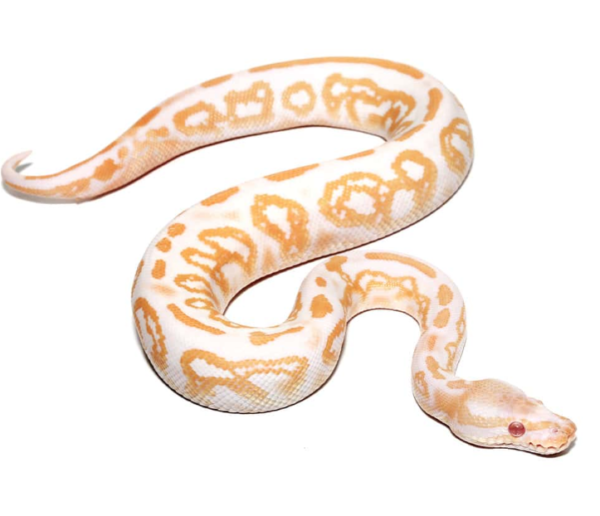 Baby Male Albino Black Pastel Ball Python