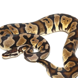 Baby Female Pastel Scaleless Head Het Albino Ball Python
