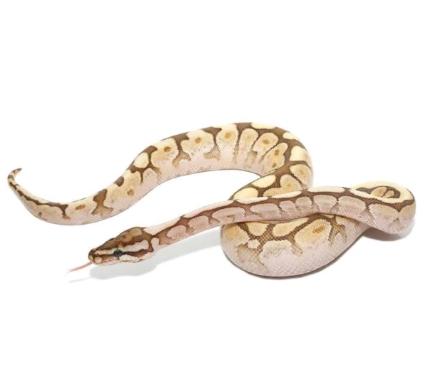 2021 Spider Lesser Ball Python Het Lavender Albino