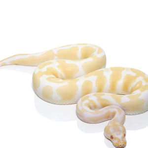 Female Albino Ball Python available for sale