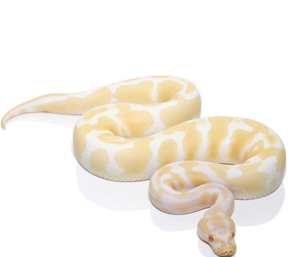 Female Albino Ball Python available for sale