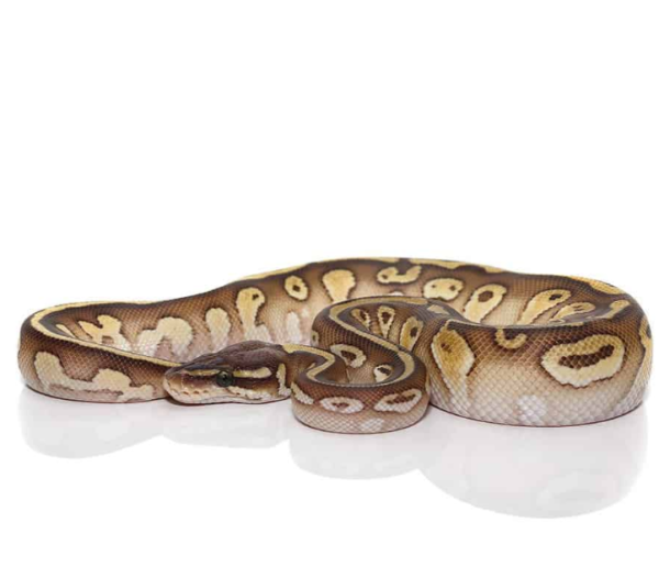 2021 Lesser Het Lavender Albino Ball Python