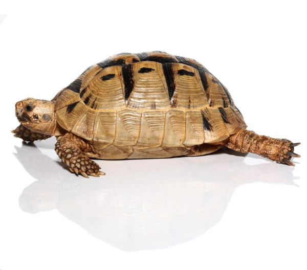 Female Greek Tortoise available for sale
