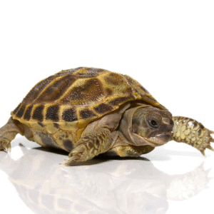 Baby Russian Tortoise available for sale