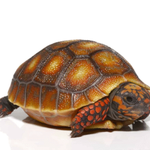 Baby Sunburst Redfoot Tortoise for sale