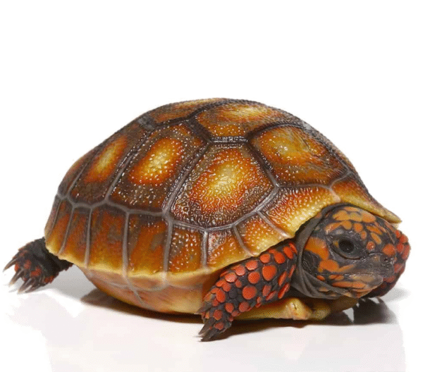 Baby Sunburst Redfoot Tortoise for sale