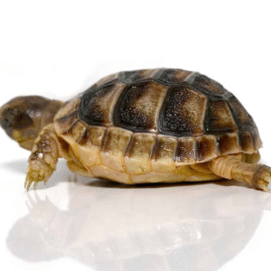 Baby Marginated Tortoise available for sale