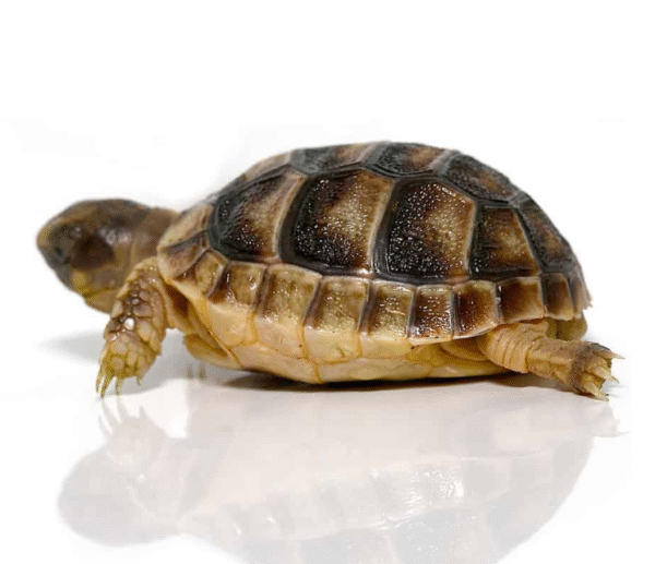 Baby Marginated Tortoise available for sale