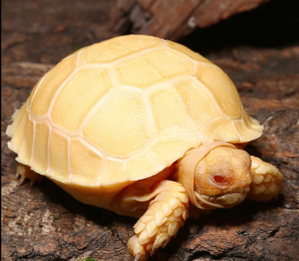 Baby Albino Sulcata Tortoise available for sale
