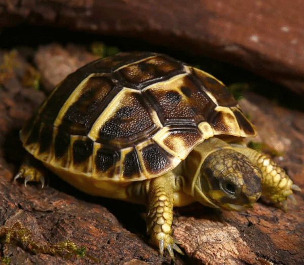 Tuscan Western Hermann’s Tortoise for sale