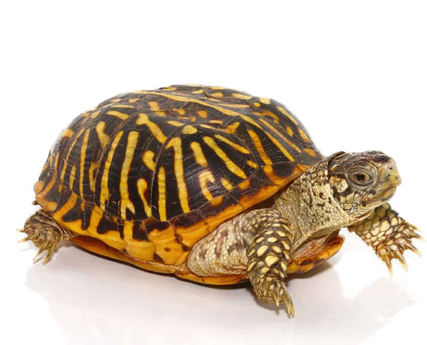 Adult Desert Ornate Box Turtle for sale