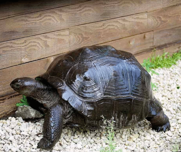 We have Aldabra Tortoise available for sale - Image 2