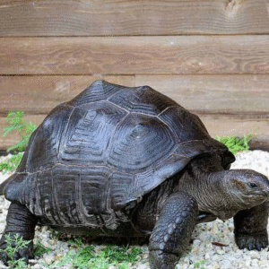 We have Aldabra Tortoise available for sale
