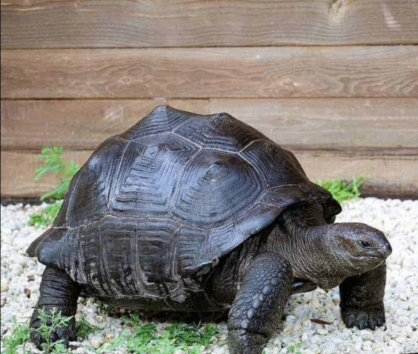 We have Aldabra Tortoise available for sale