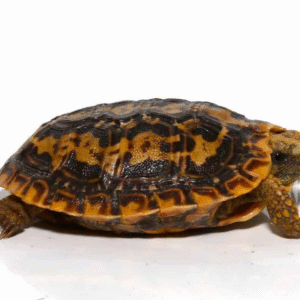 Baby Pancake Tortoise available for sale