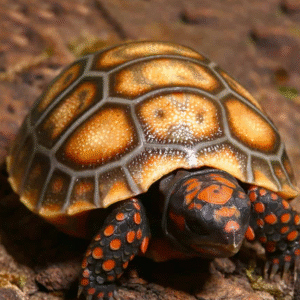 Baby Cherryhead Redfoot Tortoise for sale