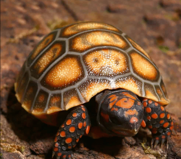Baby Cherryhead Redfoot Tortoise for sale