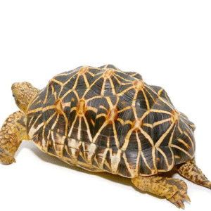 we have Indian Star Tortoise available for sale