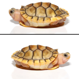 Yearling Caramel Pink Red Ear Slider Turtle