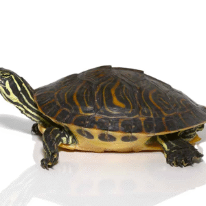 Juvenile Peninsula Cooter Turtle for sale
