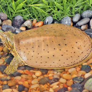 Juvenile Spiny Softshell Turtle for sale