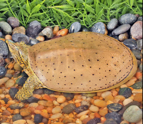 Juvenile Spiny Softshell Turtle for sale