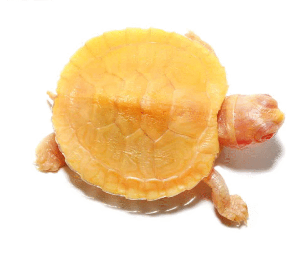 Baby Albino Red Ear Slider Turtle for sale
