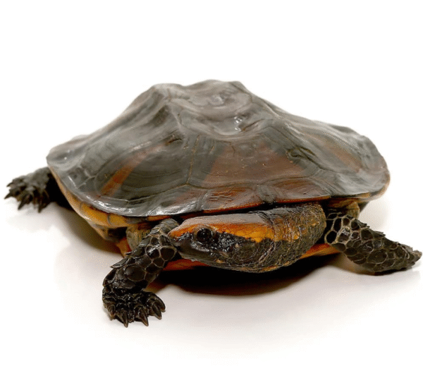 We have Twistneck Turtle available for sale