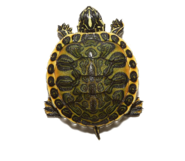 Golden Flame Florida Redbelly for sale