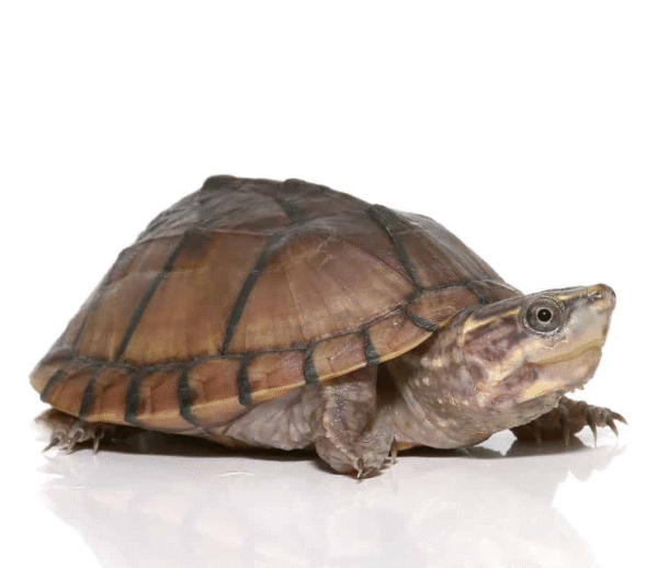 Yearling Pastel Musk Turtle available for sale