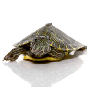 Baby Southern River Cooter Turtle for sale