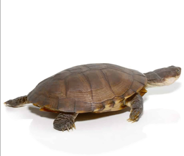 West African Helmeted Turtle available for sale