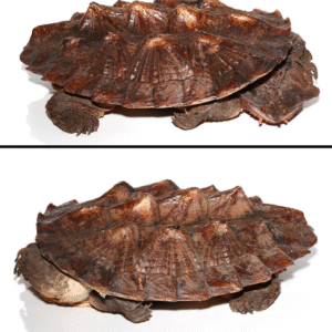 we have Mata Mata Turtle available for sale