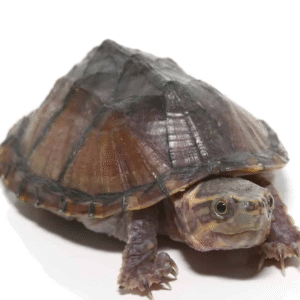 Yearling Stinkpot Musk Turtle for sale