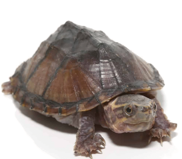 Yearling Stinkpot Musk Turtle for sale