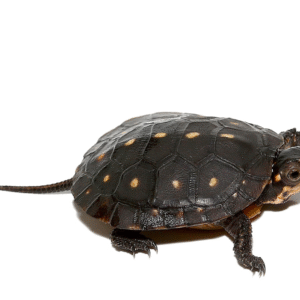 we a have Baby Spotted Turtle for sale