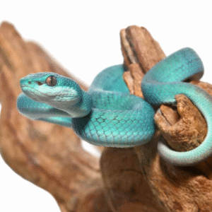 we have Blue Komodo Island Pit Viper for sale